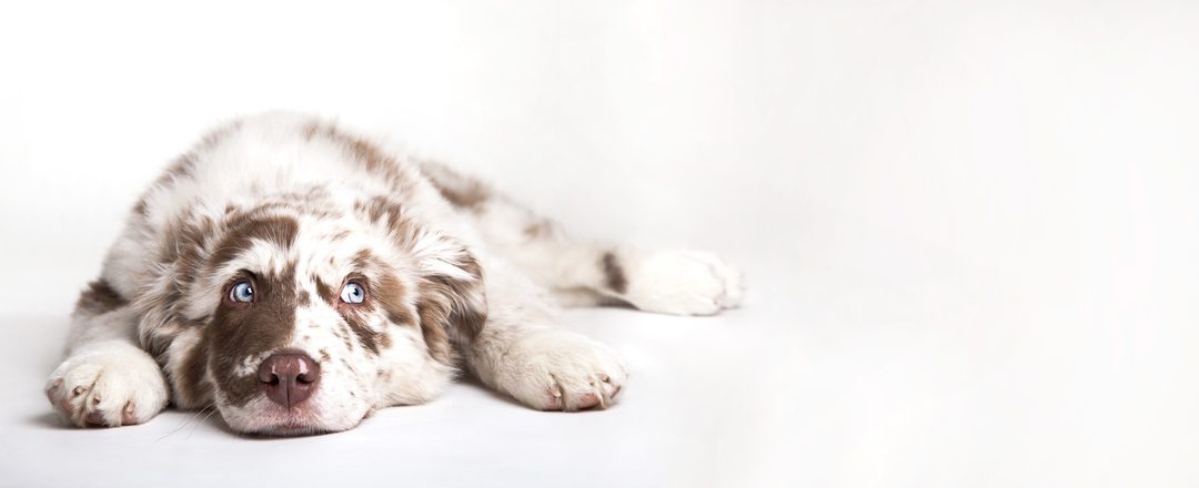 Overseas Dog Adoptions and Anti-Vaxxers Create Health Problems For Pets
