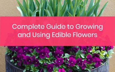 Everything You Need to Know about Growing and Using Edible Flowers
