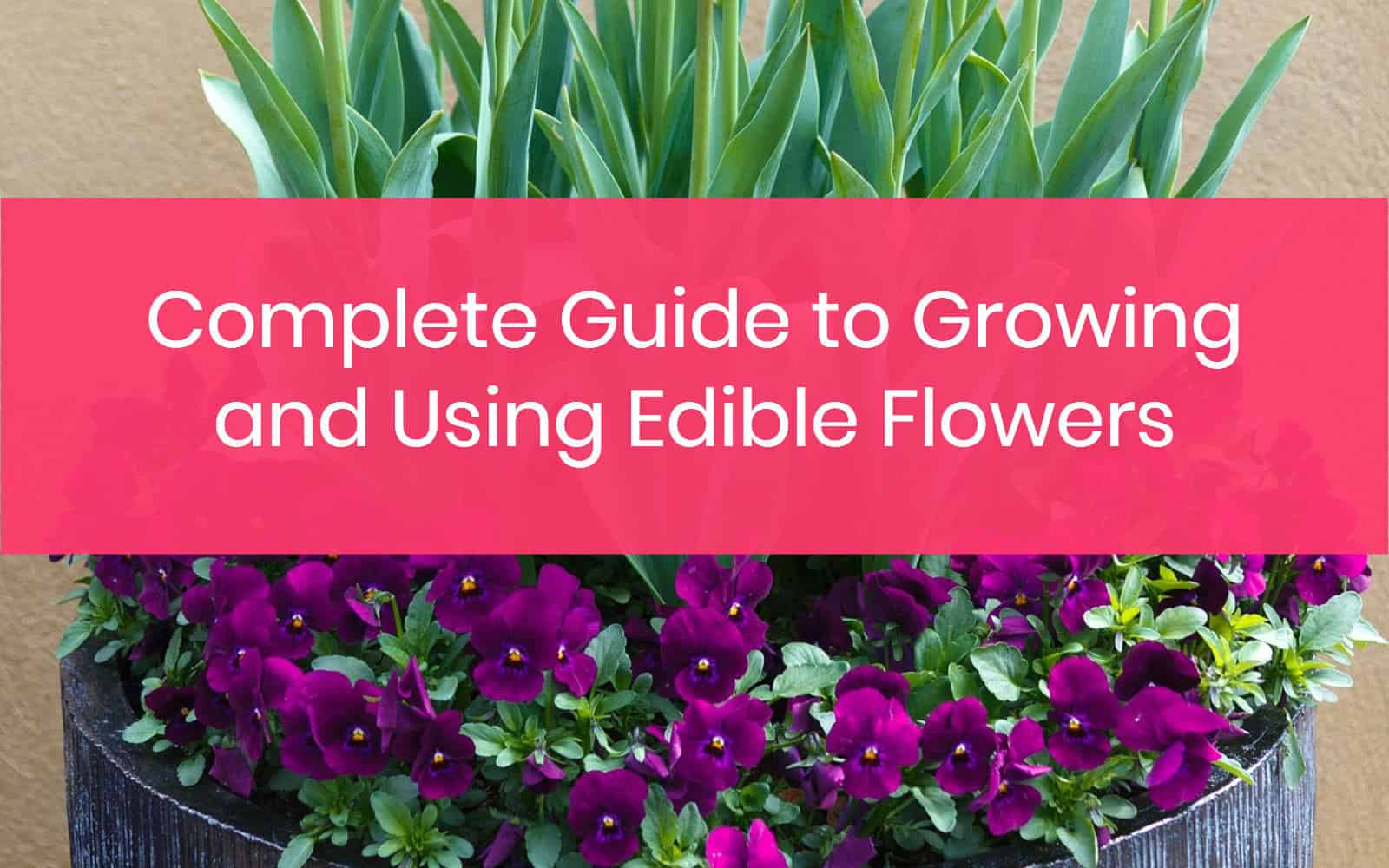 Growing and Using Edible Flowers