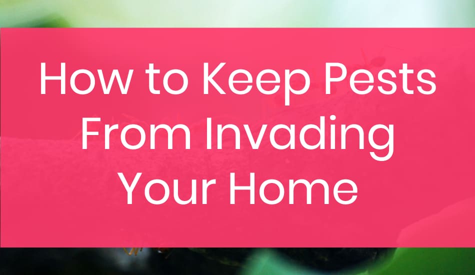 How to Keep Pests from Invading Your Home