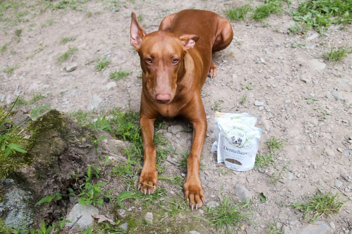 5 Reasons To Give Your Dog Olive Oil (Plus Freya's Favorite Olive Oil