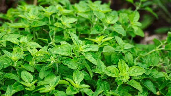 Edible Landscaping Trend Gives Gardeners a Lot to Chew On
