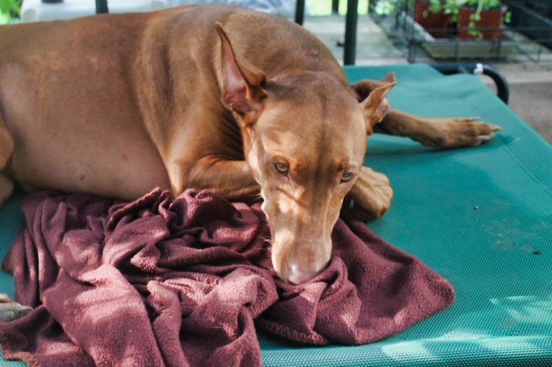 Frisco Steel-Framed Elevated Dog Bed Review: Is it a Good Buy?