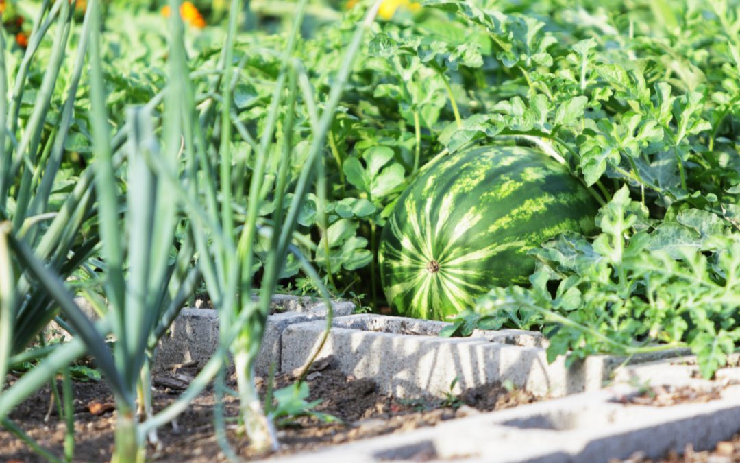 How to Use Cinder Blocks to Make a Raised Garden