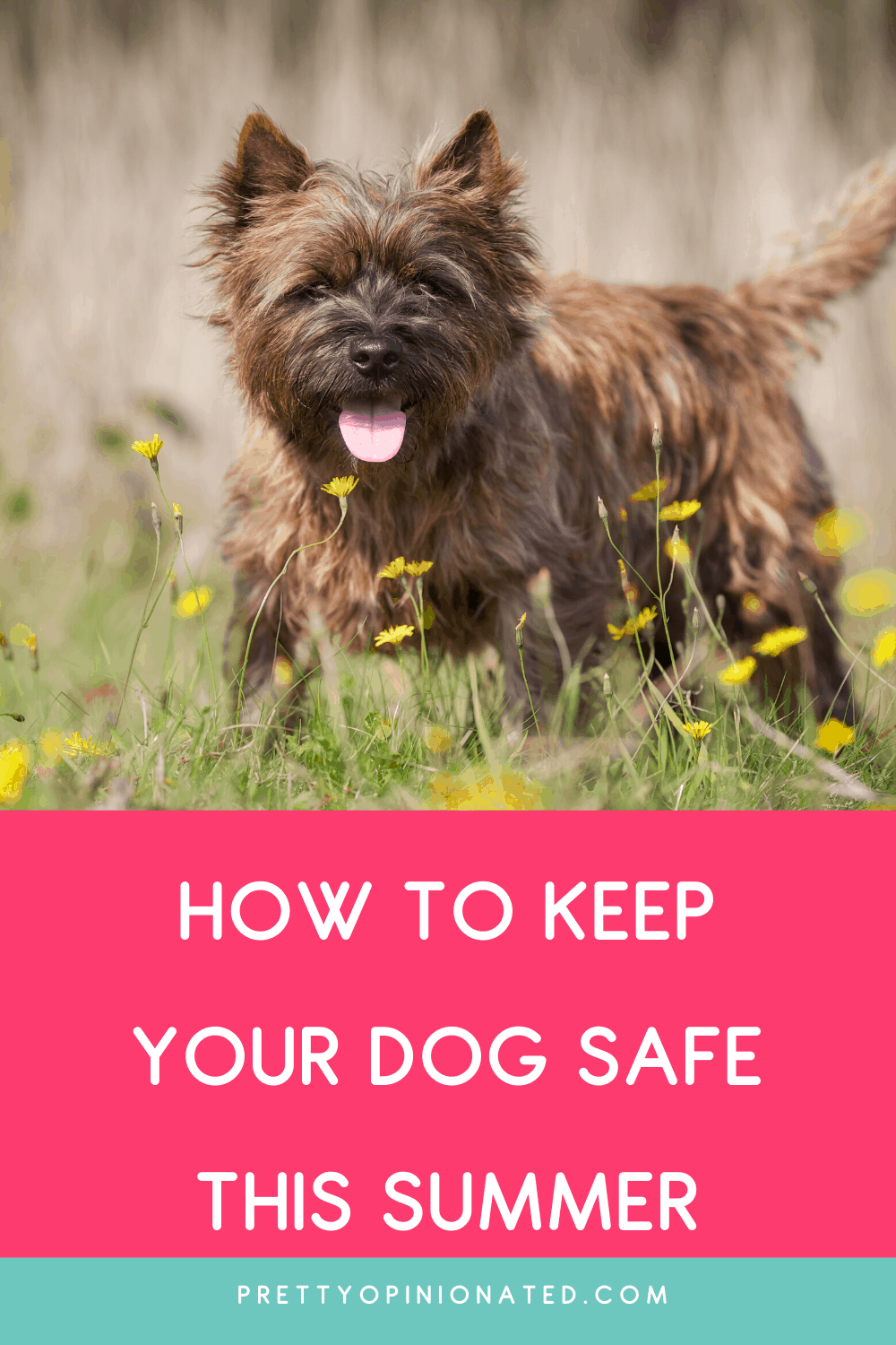 Tips for Keeping Your Dog Safe This Summer
