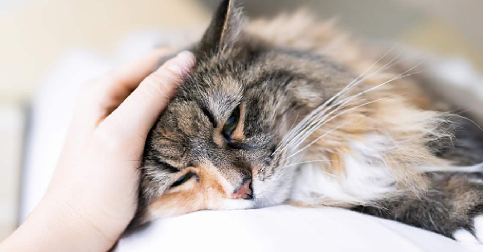 5 Signs that Show Your Cat is Unhealthy