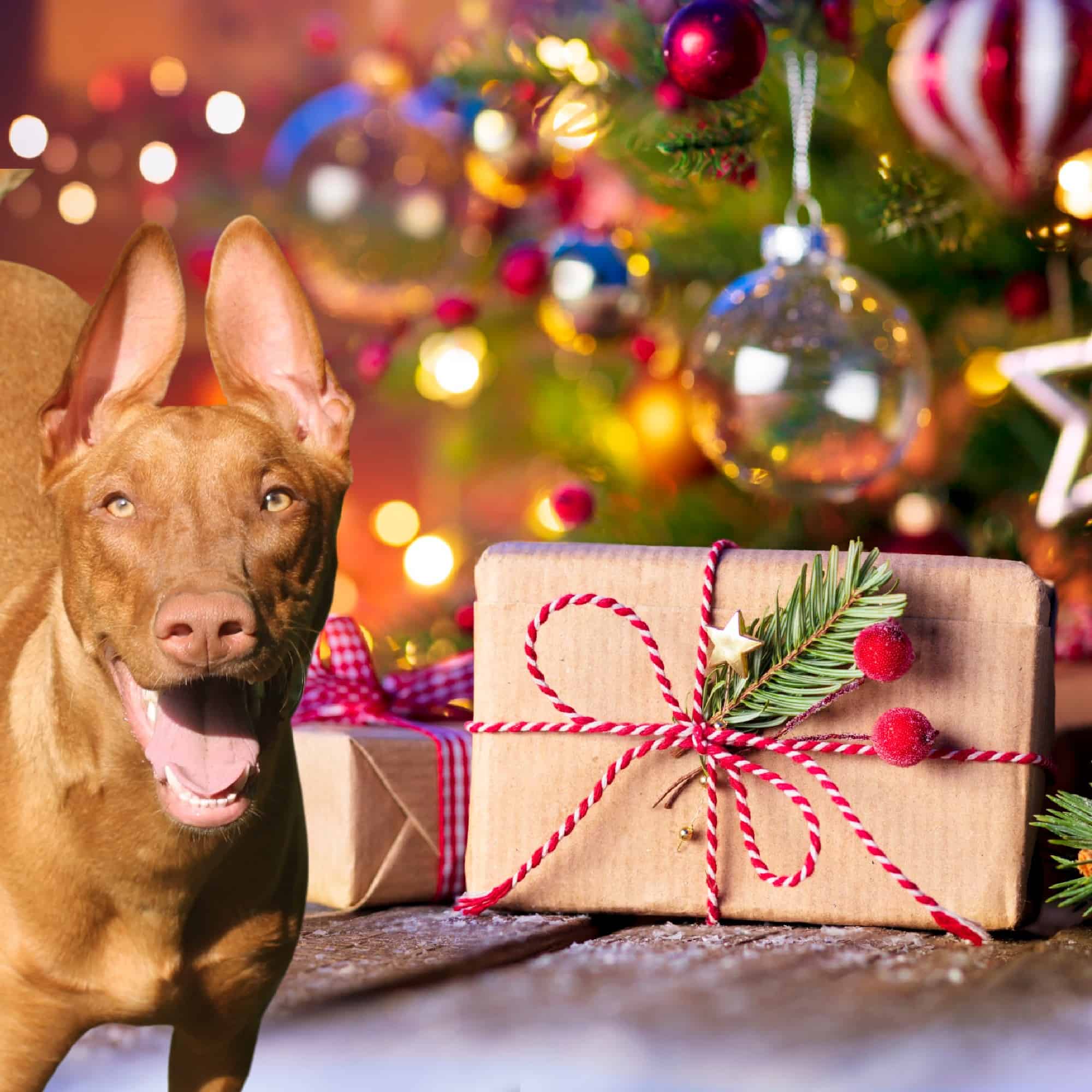 Need a little joy this Christmas eve? Just for fun, I rounded up 25 of the cutest cats and dogs celebrating Christmas. Check them out!