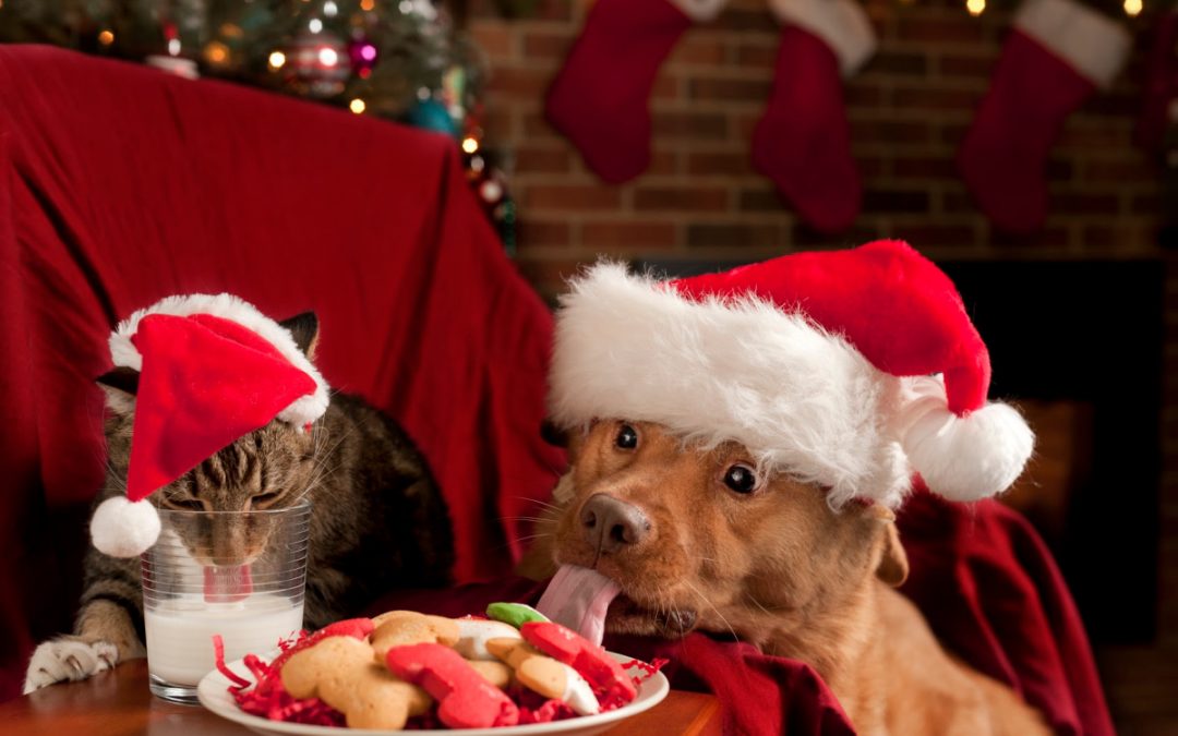 20 Cute & Funny Cats & Dogs Celebrating Christmas to Make You Smile