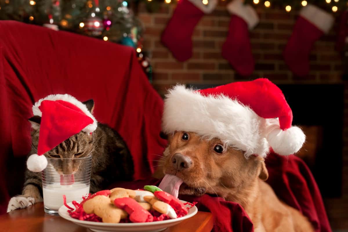 20 Cute & Funny Cats & Dogs Celebrating Christmas To Make You Smile |  Pretty Opinionated