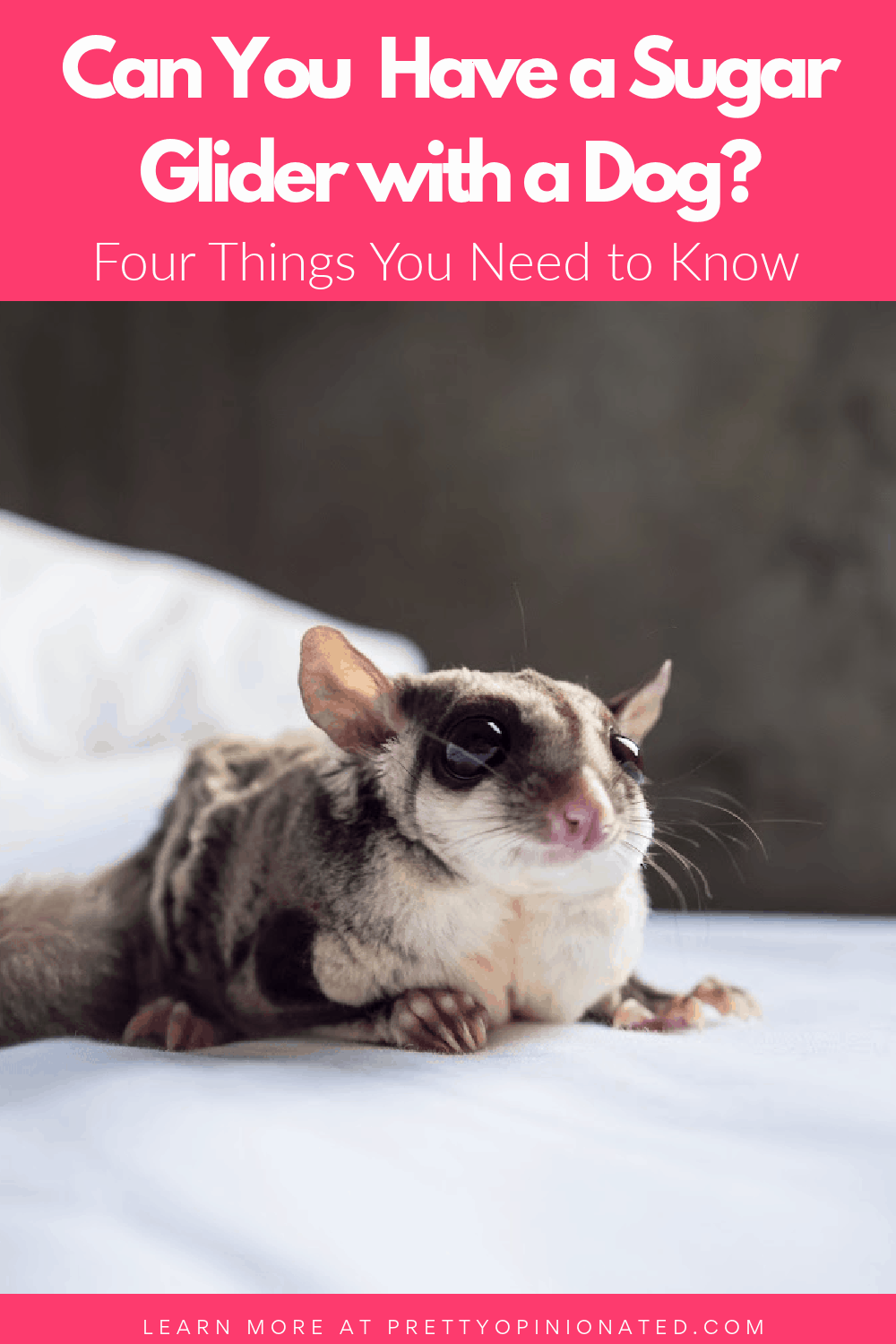Can you have a sugar glider with a dog? Short answer, yes. HOWEVER, there are caveats as well as some things you need to know before bringing a glider into your dog-centric home. Learn more.