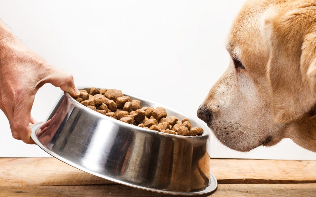 Why Your Dog Should be Eating Hypoallergenic Dog Food