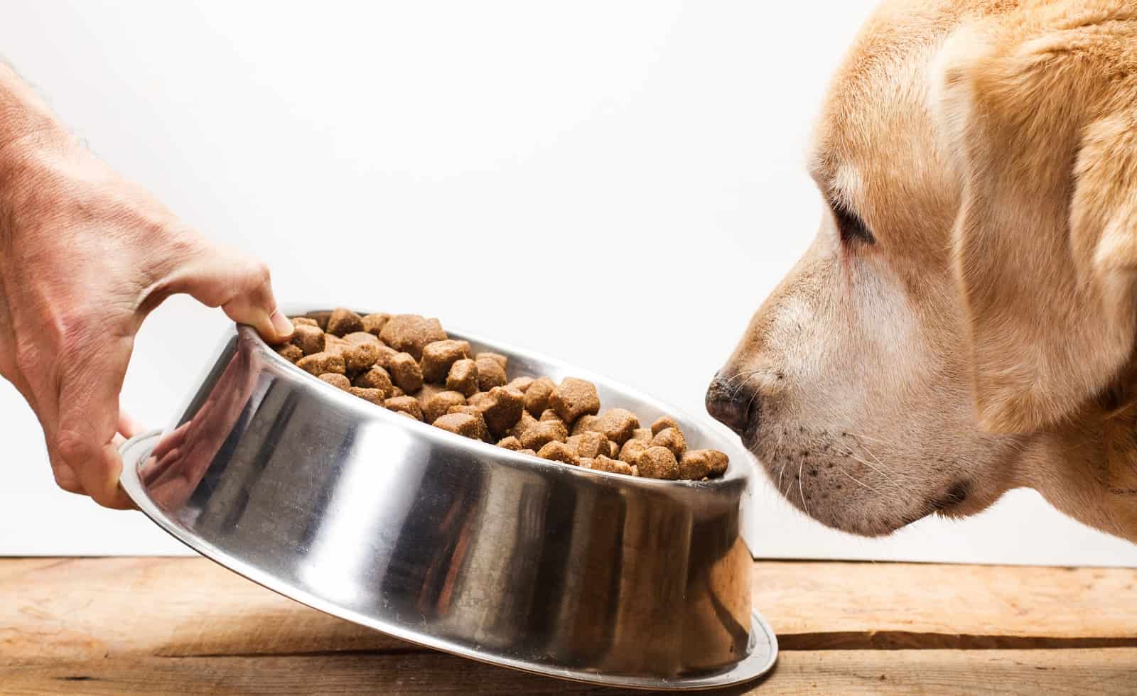 senior yellow lab sniffing a bowl of hypoallergenic dog food