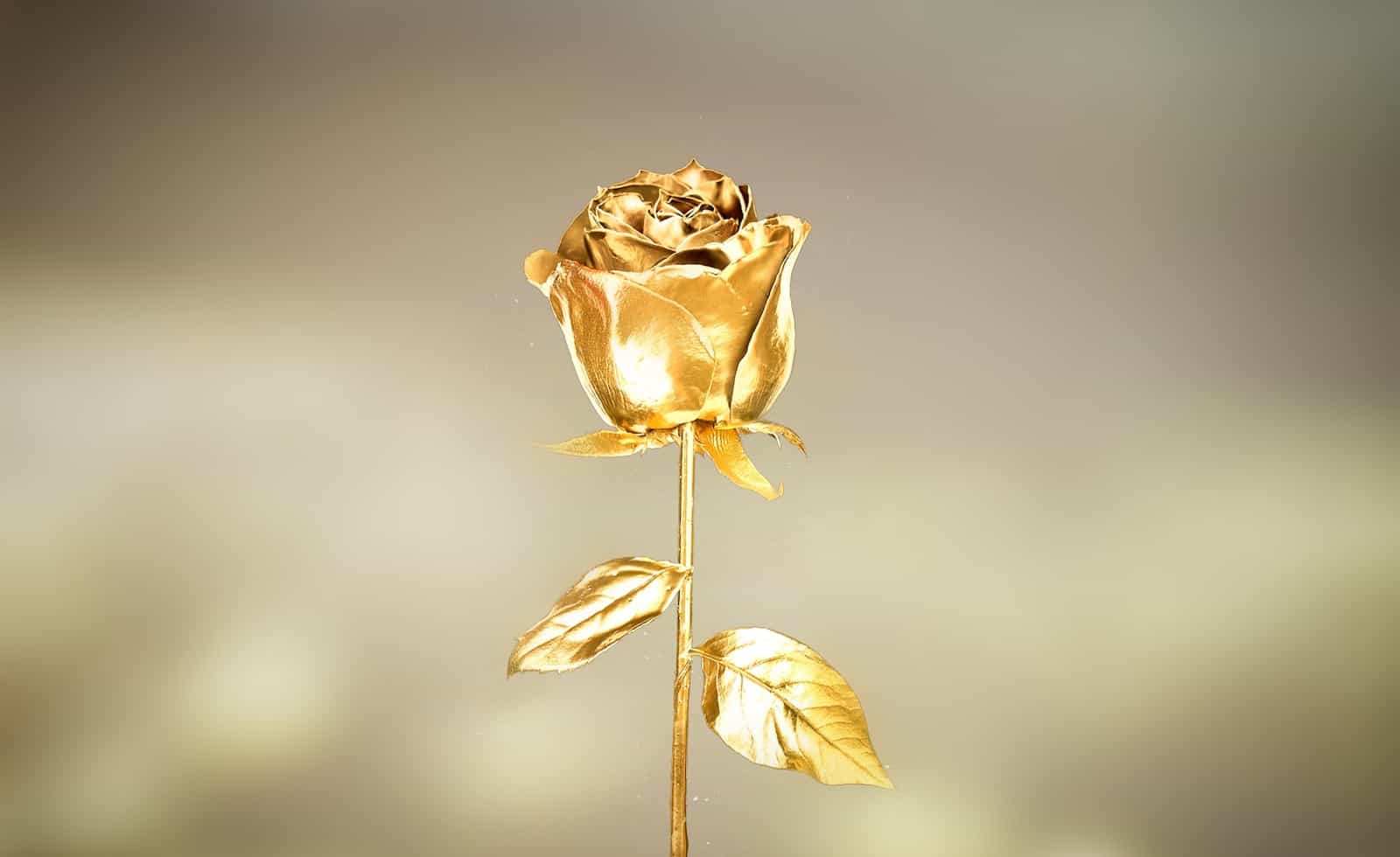 An illustrative image of a golden rose with a plain, blurry background.