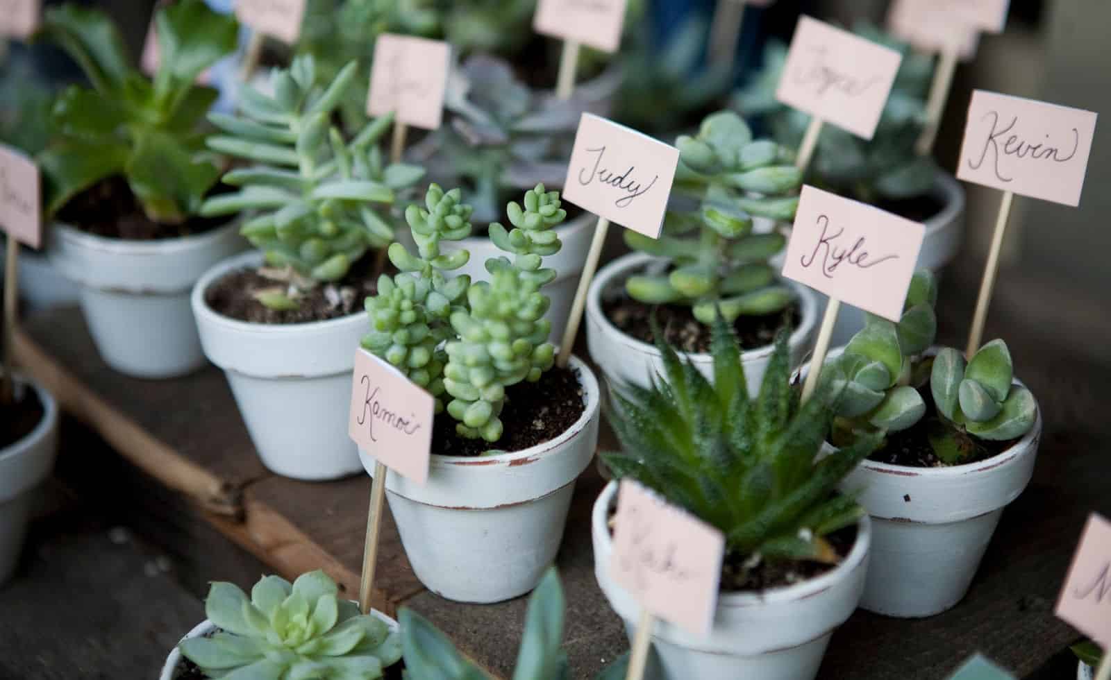 A variety of succulent wedding favors with name tags.
