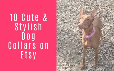 Pharaoh Hound dog wearing a stylish handmade pink collar bought on Etsy