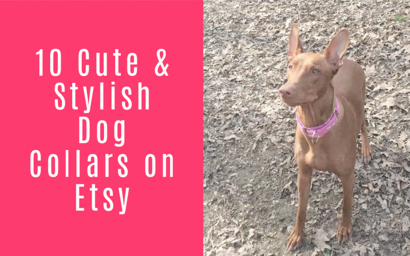 10 Cute Dog Collars on Etsy for Your Super-Stylish Pup