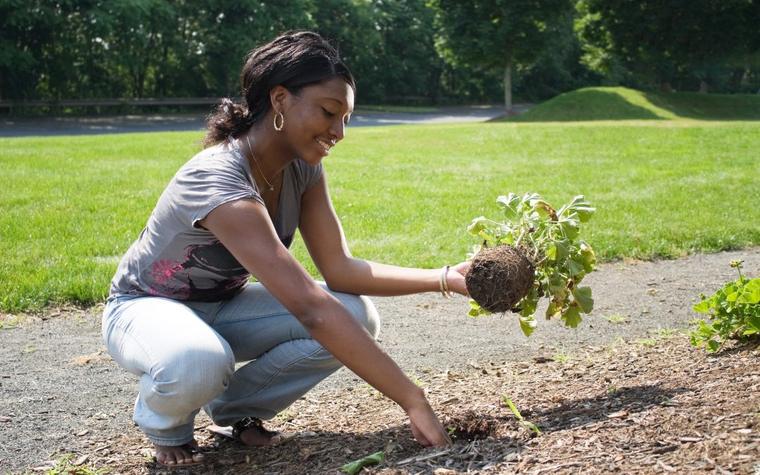 Learning to Landscape on a Budget