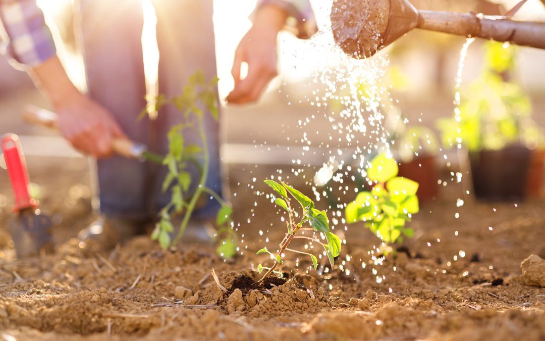 6 Reasons to Keep Up With Garden and Landscape of Your Home