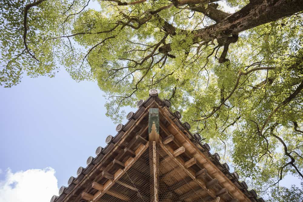 Your Home’s Roof: Repairing vs. Replacing