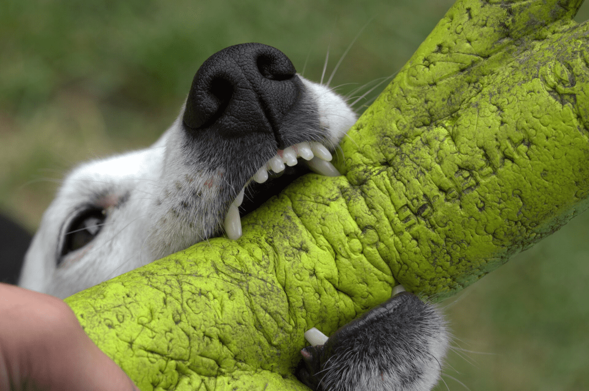 4 Benefits of Hiring a Dog Bite Attorney For Your Injury Claim 