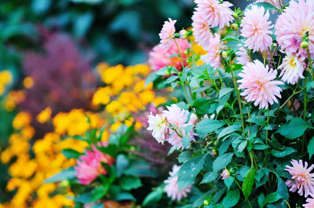 How to Incorporate Flowers Into Your Home Landscaping