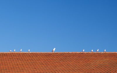 6 Tips for Keeping Your Roof in Tip-Top Shape