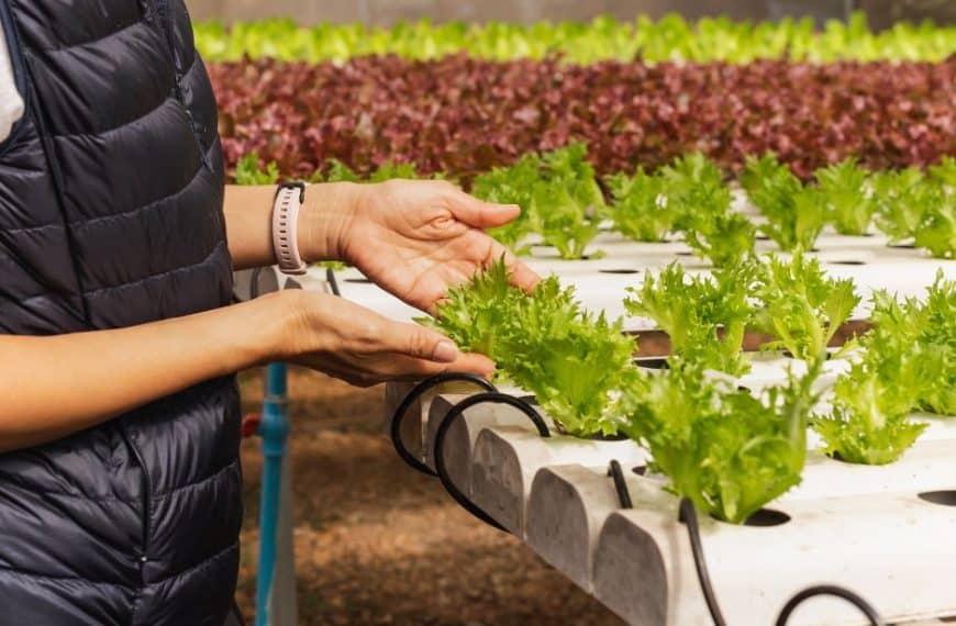 Aeroponic gardening