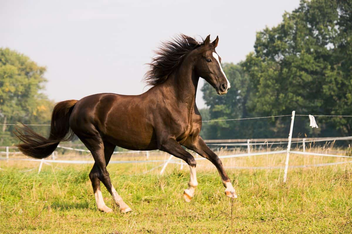 Why Every Horse Owner Should Consider Collagen Supplements for Joint Health