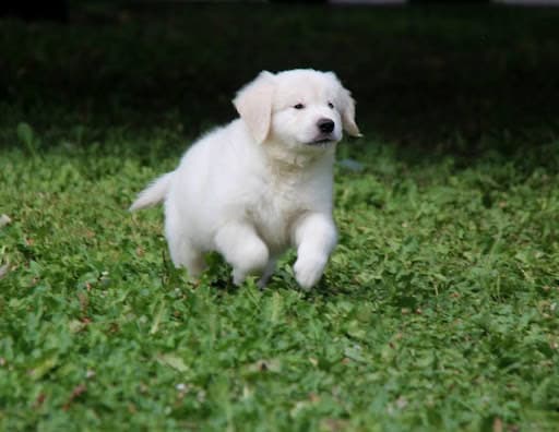 How to Prepare Your Home for a New Furry Friend