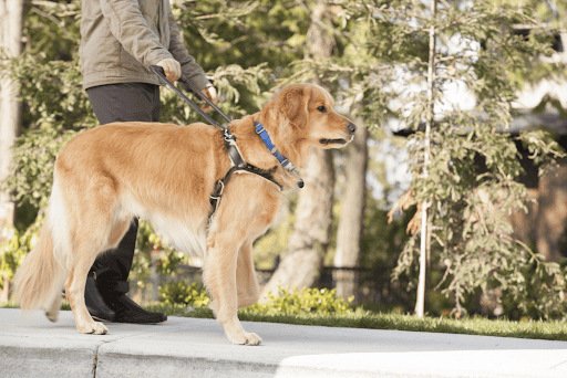 The Overlooked Essentials of Responsible Dog Ownership
