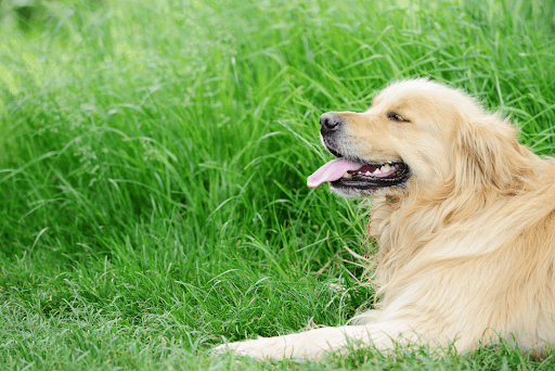 How to Ensure Your Dog Gets the Exercise It Needs