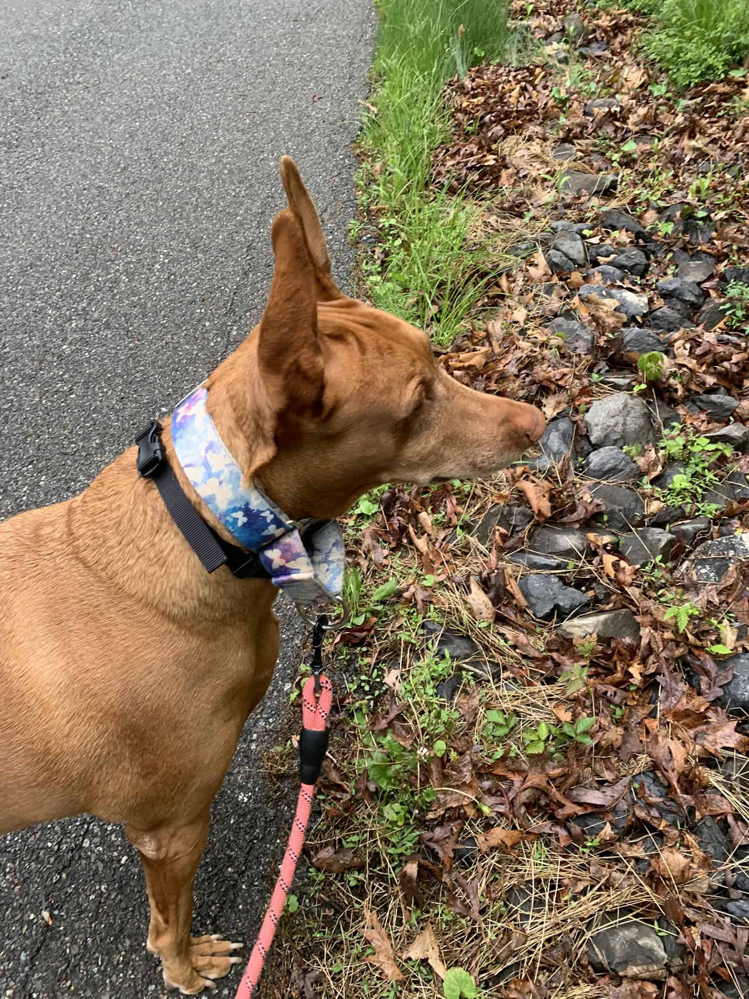 Native Pet Hip + Joint Inflammatory Care Review: What Two Months Did for My Senior Dog