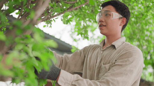 Creating a Safer, Healthier Garden: Why Tree Care Should Be Part of Your Home Routine