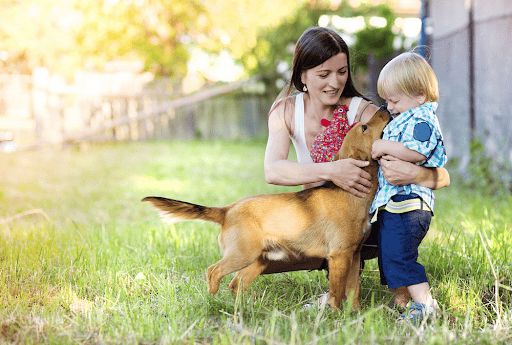 What Dog Owners Looking for Daycare Should Consider