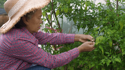 How Trees and Homegrown Veggies Transform Your Living Space