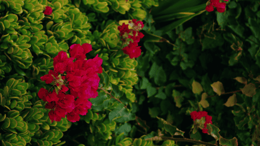 How Shaping Your Trees Enhances Your Landscape Design