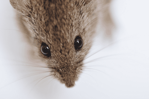 Why Pest Control is Important for Your Home and Health 1 Why Pest Control is Important for Your Home and Health