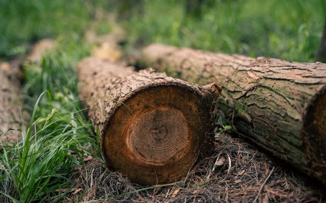 Why Proper Cleanup Is Part of a High-Quality Tree Services Experience