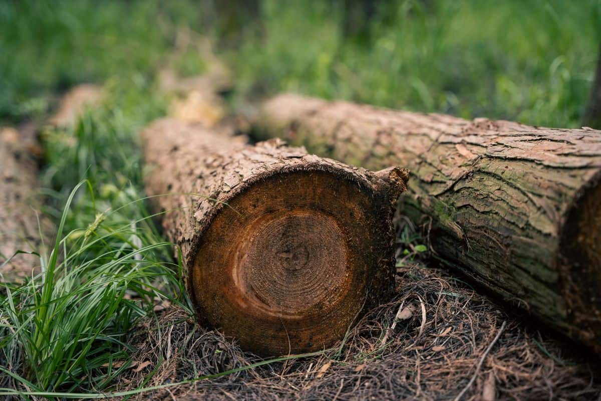 Why Proper Cleanup Is Part of a High-Quality Tree Services Experience