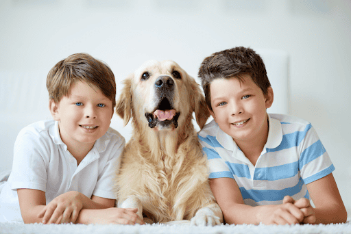 The Importance of Training Your Dog