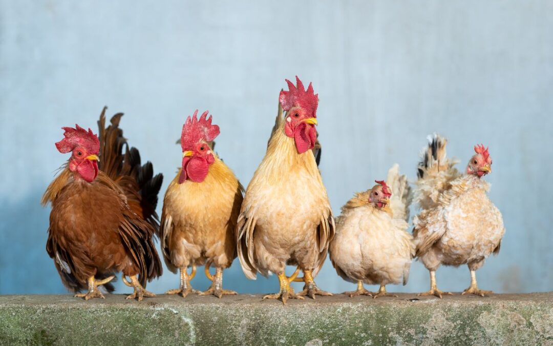 The Small Poultry Upgrades That Make a Big Difference