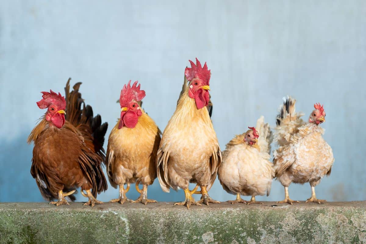 The Small Poultry Upgrades That Make a Big Difference