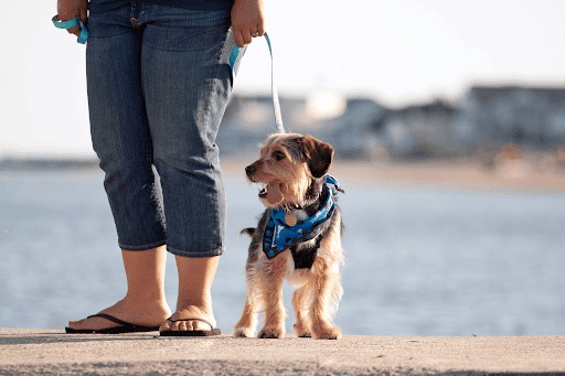 Could Your Dog Be More Anxious Than You Realize?
