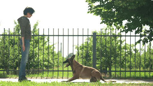 How Pet Ownership Trends Are Shaping Smart Fencing Decisions 1 How Pet Ownership Trends Are Shaping Smart Fencing Decisions