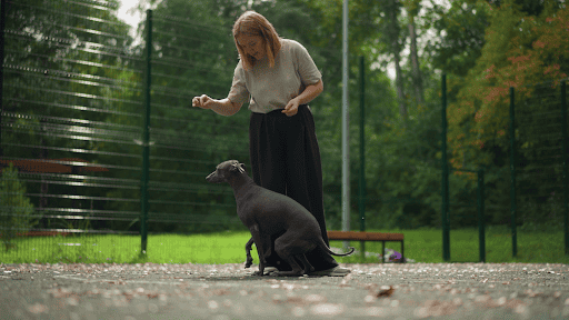 Dog Safety, Durability, and Demand: The Benefits Driving Vinyl Fence Growth 1 Dog Safety, Durability, and Demand: The Benefits Driving Vinyl Fence Growth